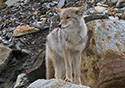 Canis latrans